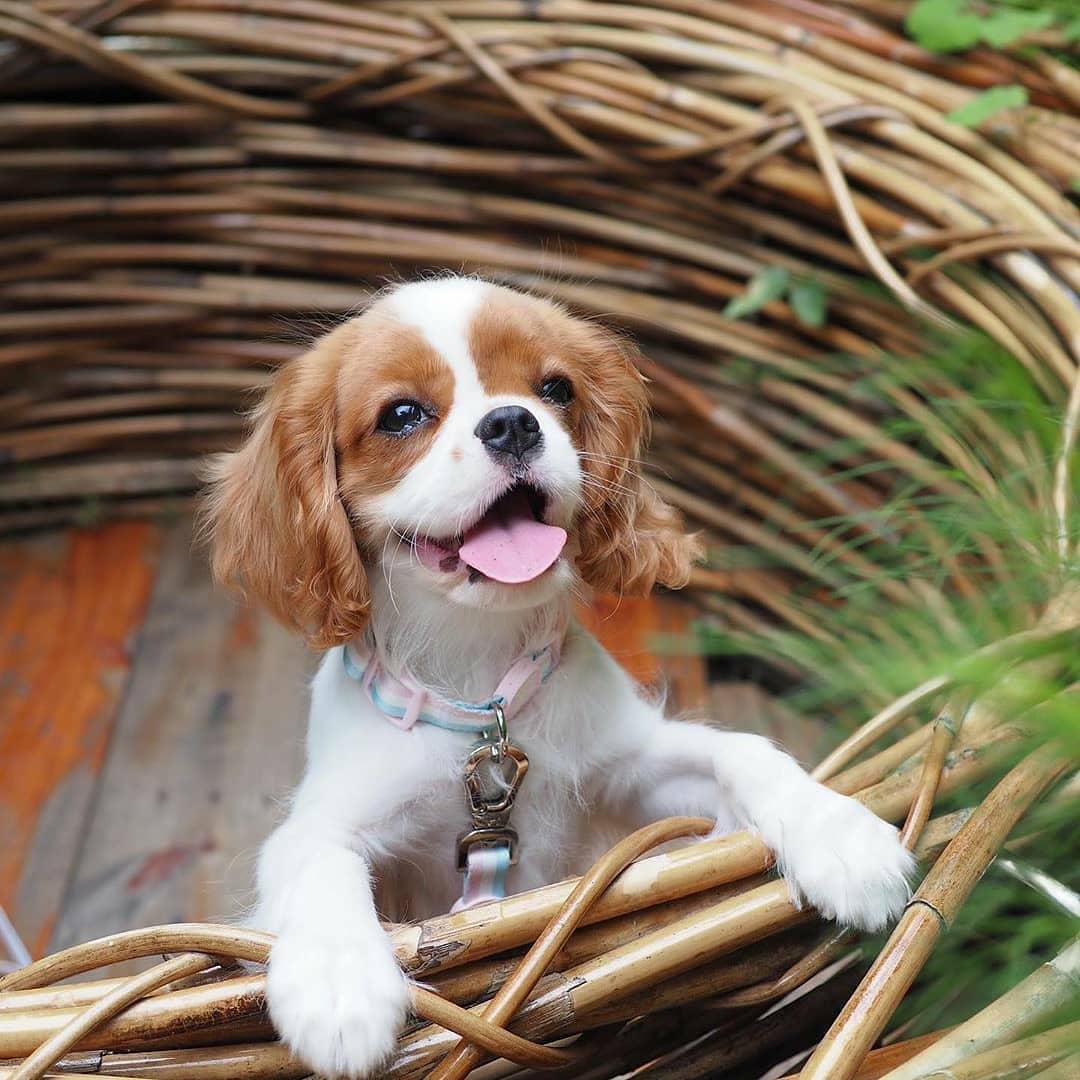LocalPetService's tweet image. Lovely💖💓
.
Cuteness Overloaded😍😍
_
Follow @LocalPetService  for more pets and animals related content
•
Like👍
Comment 📝
Share 🖇️
•
Follow 👉@LocalPetService 
Follow 👉@LocalPetService 
_
#cavalierkingcharlesspaniels #puppylove #dogs #cutenessOVERLOAD #puppyplayful