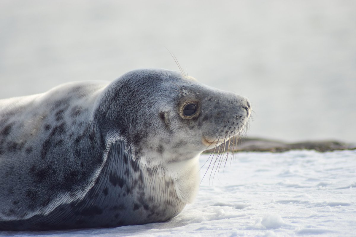 Marloesboudest1's tweet photo. Vanmiddag op de pier 😃

#natuur #zeehond #foto #natuurfoto #weerfoto #rijnmond #edaldus #depier https://t.co/bzf1WBr4wv