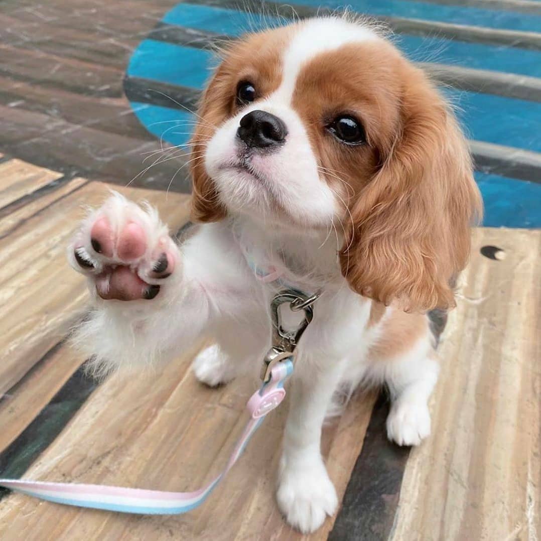 LocalPetService's tweet image. Lovely💖💓
.
Cuteness Overloaded😍😍
_
Follow @LocalPetService  for more pets and animals related content
•
Like👍
Comment 📝
Share 🖇️
•
Follow 👉@LocalPetService 
Follow 👉@LocalPetService 
_
#cavalierkingcharlesspaniels #puppylove #dogs #cutenessOVERLOAD #puppyplayful
