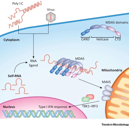 What is MDA-5?MDA5 is an interferon-induced RNA helicase which senses ssRNA viruses (e.g. SARS-CoV-2!)Some hypothesize MDA-5 DM as a form of macrophage activation syndrome - given high ferritin & IL-18 levels - that targets skin and lungs related to an infectious trigger