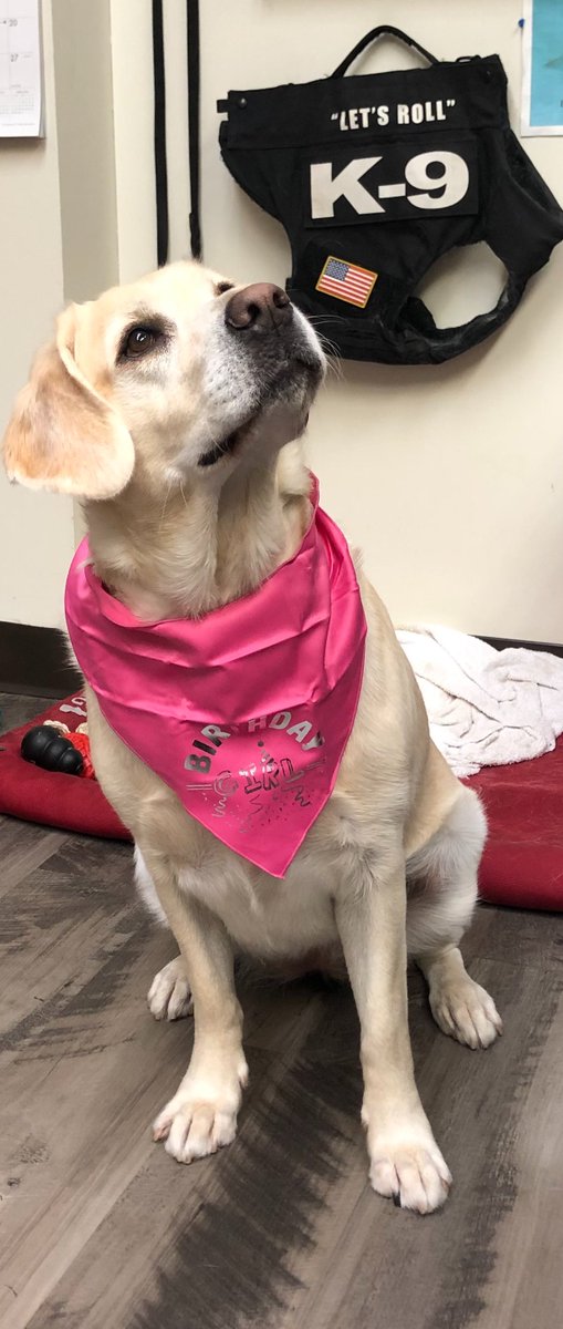 GNVAirport's tweet photo. Our beautiful K9 sniffer girl, Beamer, is celebrating her 4th birthday today. In four short years she has accomplished so much, and we appreciate how she keeps all of us at GNV safe every day! Happy Birthday sweet Beamer! 💛💙✈️🇺🇸😍🎂#letsroll https://t.co/87Vdzxmr1Y
