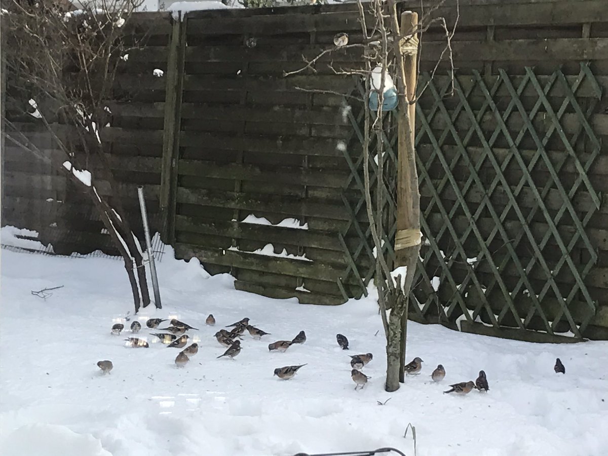 VinkEveline's tweet photo. @RenkumNieuws_NL Tientallen vogeltjes komen meteen dankbaar eten als je wat vogelzaad strooit! #vogeltuin https://t.co/mPztCoUP5x