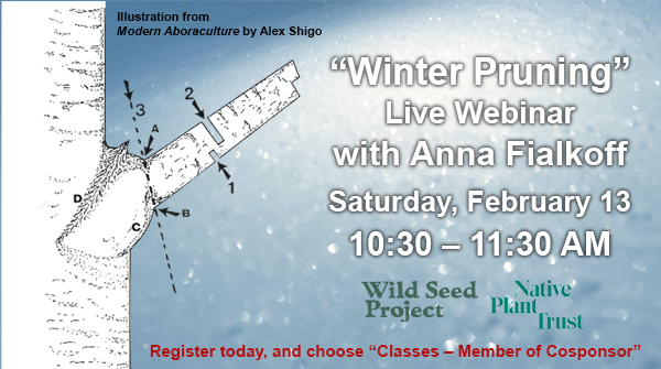 Join Anna Fialkoff this Saturday for a webinar about pruning trees and shrubs for their health and beauty. 
Register through Native Plant Trust – bit.ly/2021-0213-wint… – and choose “Classes – Member of Cosponsor” to indicate WSP sent you!
#winterpruning