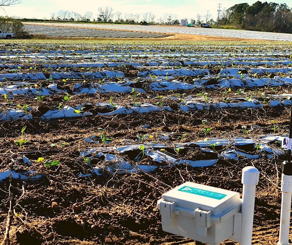 On this #TrellisTuesday we're looking at our #Trellisinc #SoilMoistureSensors in a #Cantaloupe field. 🍈🚿 What's your favorite #Melon 💬
.
.
.
#Farming #Irrigation #IrrigationManagement #Agriculture #GrowMoreUseLess