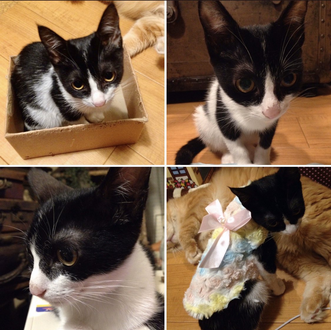 roco*の猫活/猫との暮らし… tweet media