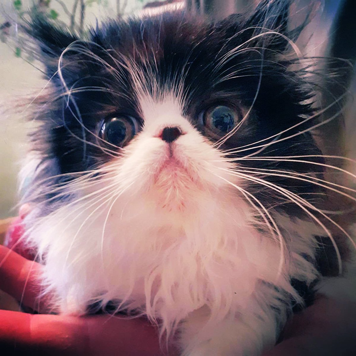 My little love will be coming home in a few weeks time. ❤️ Winifred Opal Davis ❤️ so much love for this little lamb. I would never of got through my nursing degree without knowing one day I’ll hold you in my arms. Counting down the days darling. #persiankitten #nurse #staffnurse
