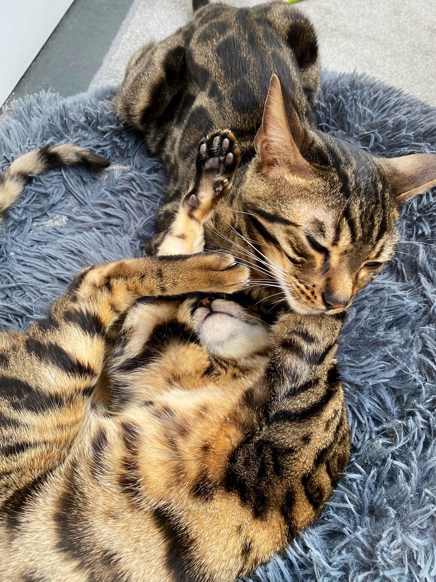 BengalWilma's tweet photo. Who is owning this headlock?! 😹❣️🐾😽 #FunNGames #Trouble #BengalBundle #WilmaVsFrank https://t.co/ps3Og4a8Qg