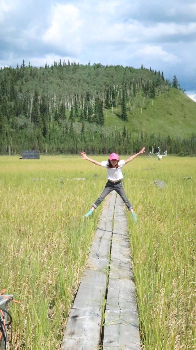 Peatlands/muskeg - low productivity wetlands that store loads-o-carbon because everything is stagnant & nothing happens including decomposition... Nope! We discovered a cryptic multi-trophic food web in an Alaskan fen that regulates carbon cycling. Peat soil predators! 1/