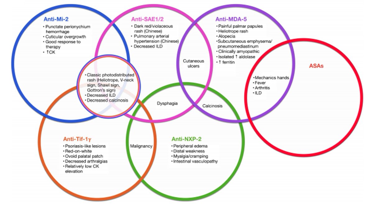 So... why do these antibodies matter, clinically? recognizing specific phenotypes associated with myositis-specific antibodies (MSAs) can help identify the particular IIM subtype and its various systemic manifestationsMore examples?see 