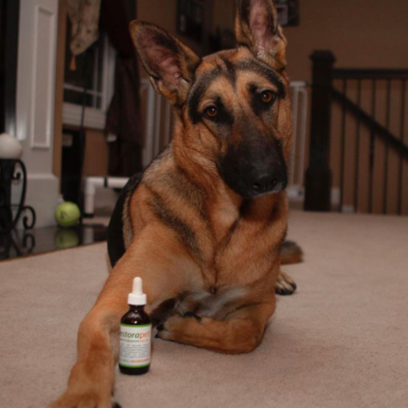 RestoraPet tweet media