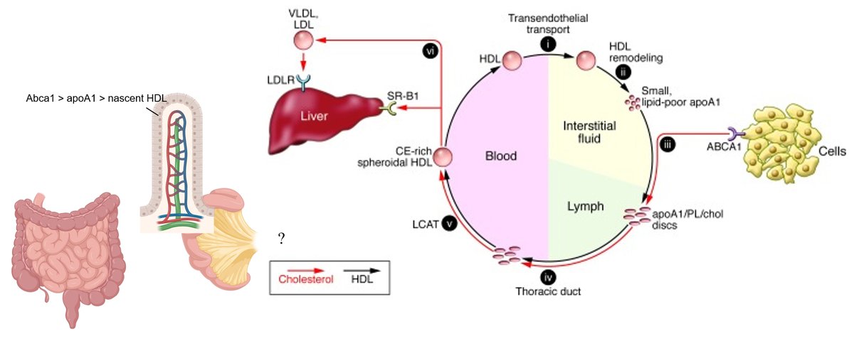 This week in Cardiometabolism seminars <a href="/atherometab/">Cardiometabolism Virtual Seminar Series</a> on 2/12 Friday, we are delighted to host:
Gwen Randolph (WUSTL):  "HDL: by the intestine, for the liver"

Zoom: 692-600-595, Friday at 12 pm EST.