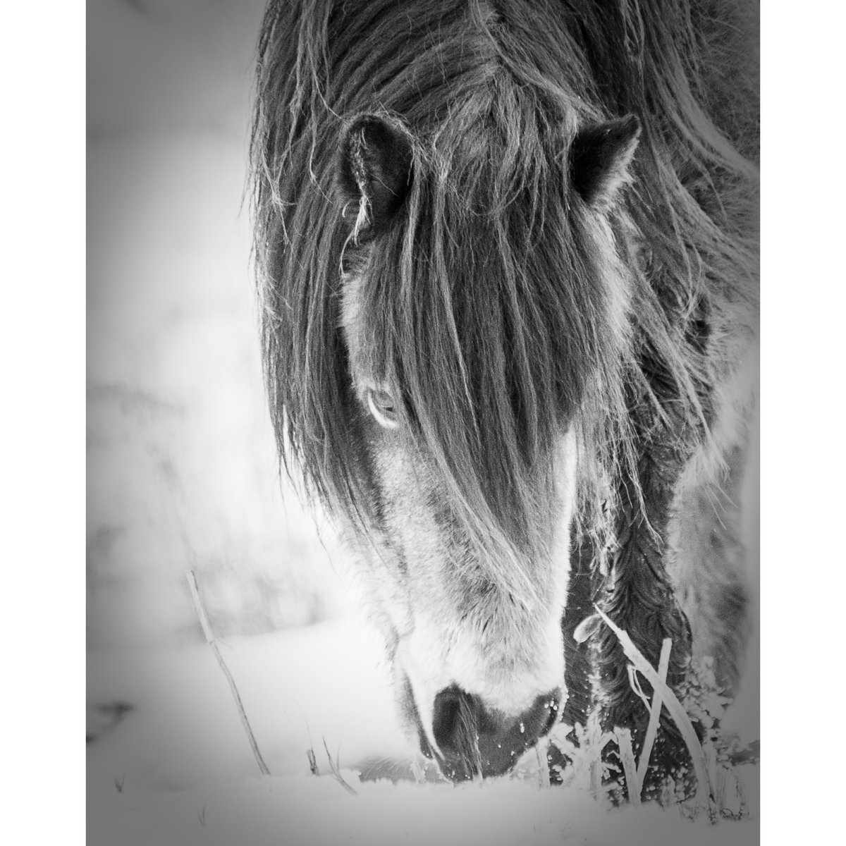 rikthornton's tweet photo. The Dartmoor ponies of Roydon Common. Always a pleasure when I chance across the herd - I can watch them for hours, and have.
#roydon #roydoncommon #reserve #norfolk #norfolkwildlifetrust #dartmoor #ponies #equine #poniesoftwitter #nikond3s #shotonnikon #nikonphotography https://t.co/vYrKXKcR6V