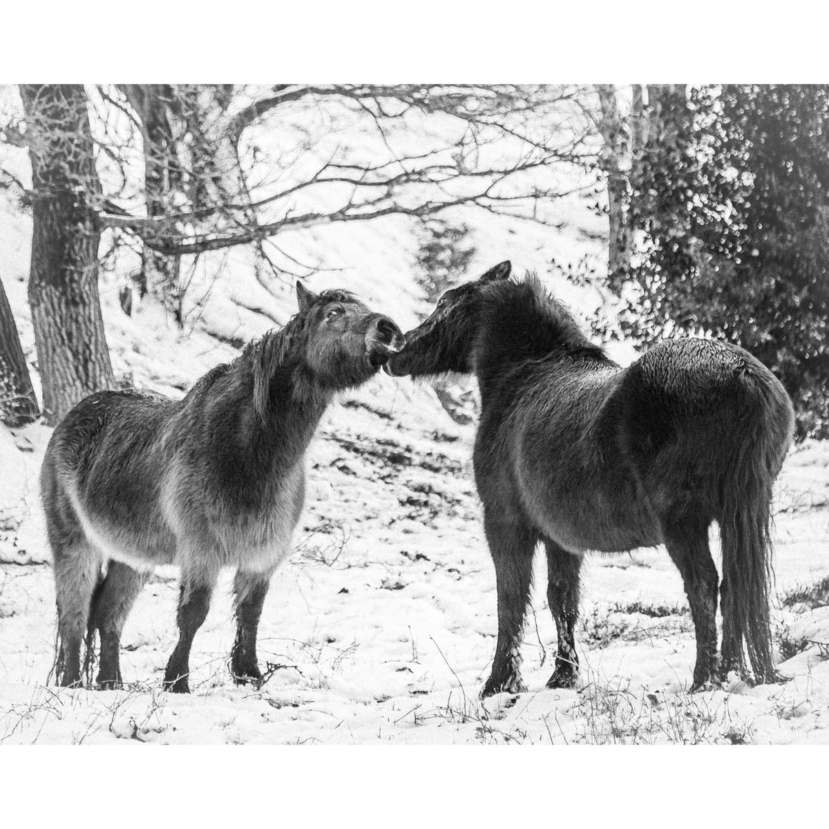 rikthornton's tweet photo. The Dartmoor ponies of Roydon Common. Always a pleasure when I chance across the herd - I can watch them for hours, and have.
#roydon #roydoncommon #reserve #norfolk #norfolkwildlifetrust #dartmoor #ponies #equine #poniesoftwitter #nikond3s #shotonnikon #nikonphotography https://t.co/vYrKXKcR6V