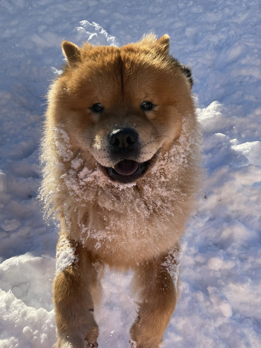 louiseclarissa's tweet photo. Here’s my little snow babies to cheer you up in this shitty lock down 🥺🤍 https://t.co/OIp3tjs0L0