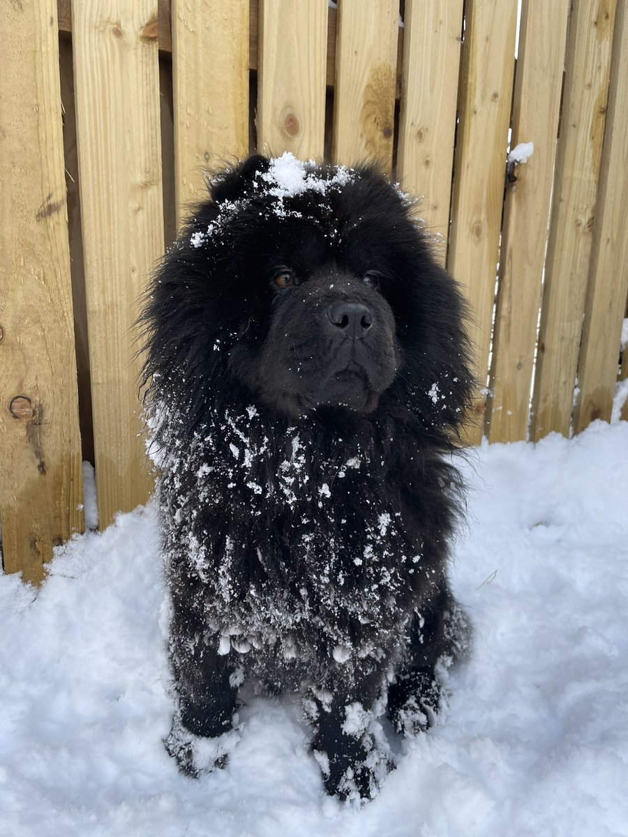 louiseclarissa's tweet photo. Here’s my little snow babies to cheer you up in this shitty lock down 🥺🤍 https://t.co/OIp3tjs0L0