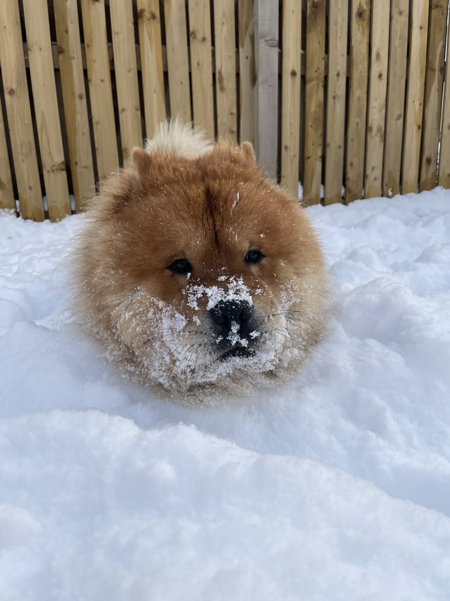 louiseclarissa's tweet photo. Here’s my little snow babies to cheer you up in this shitty lock down 🥺🤍 https://t.co/OIp3tjs0L0