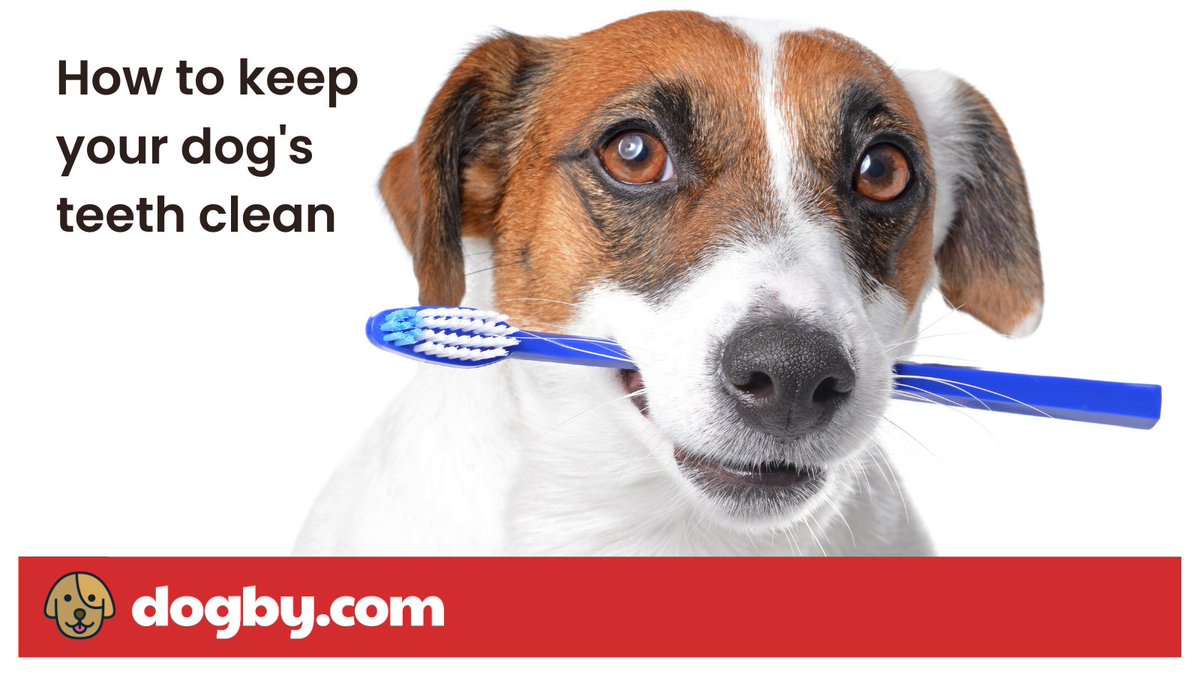 DogbyDogs's tweet photo. Dental hygiene isn't just important for us - it's vital for our dogs, too! Check out a vet's guide on how to keep your dog's teeth clean to reduce bad breath and teeth & gum problems.
Dental guide: https://t.co/IFW1dEOwW3
#dogbehaviour #doghealth #dentalcareindogs #dogwebsite https://t.co/FqKc8tzyHw