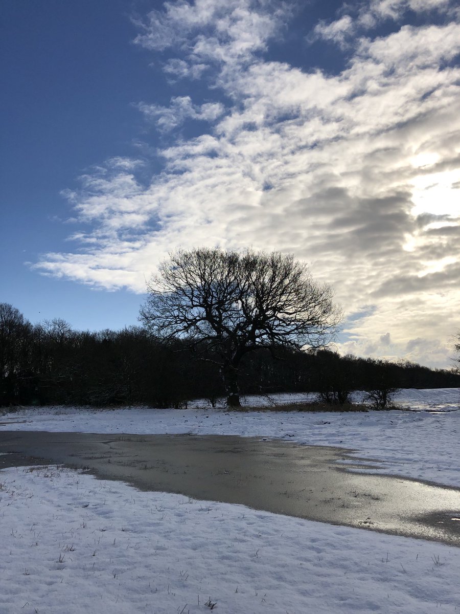joypenzer's tweet photo. How beautiful is this tree... ⁦@Wykeland⁩ want to cut it down for their #megashed... #SayNo #Object ⁦@saveferriby2020⁩ ⁦@WoodlandTrust⁩ ⁦@BarnOwlTrust⁩ ⁦@Natures_Voice⁩ ⁦@BBCSpringwatch⁩ ⁦@DavidDavisMP⁩ https://t.co/QTJ2r0l6nb