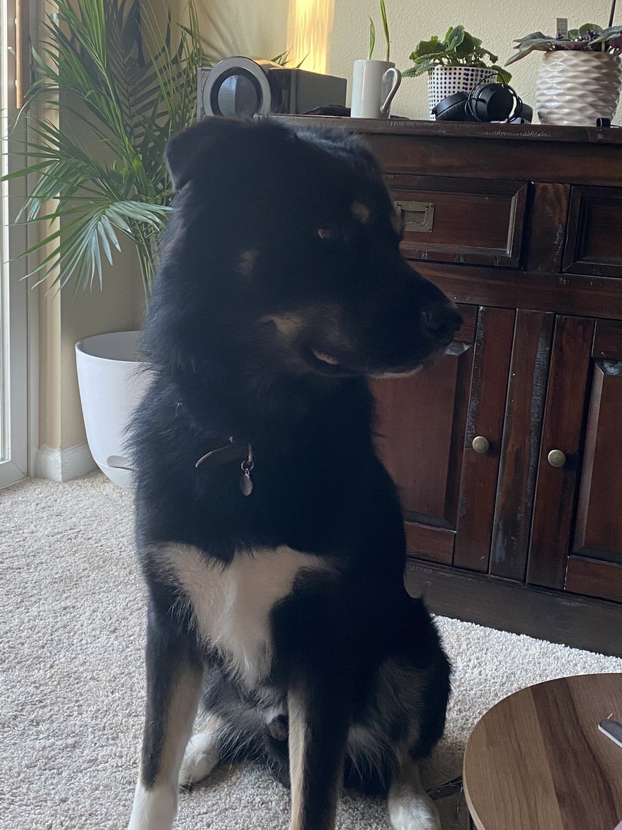 oh_hey_freckles's tweet photo. @TMobile #TMobileTuesdays #Contest  Look at my Valentine. Even if we don’t win he could use some love https://t.co/pujv4f5632