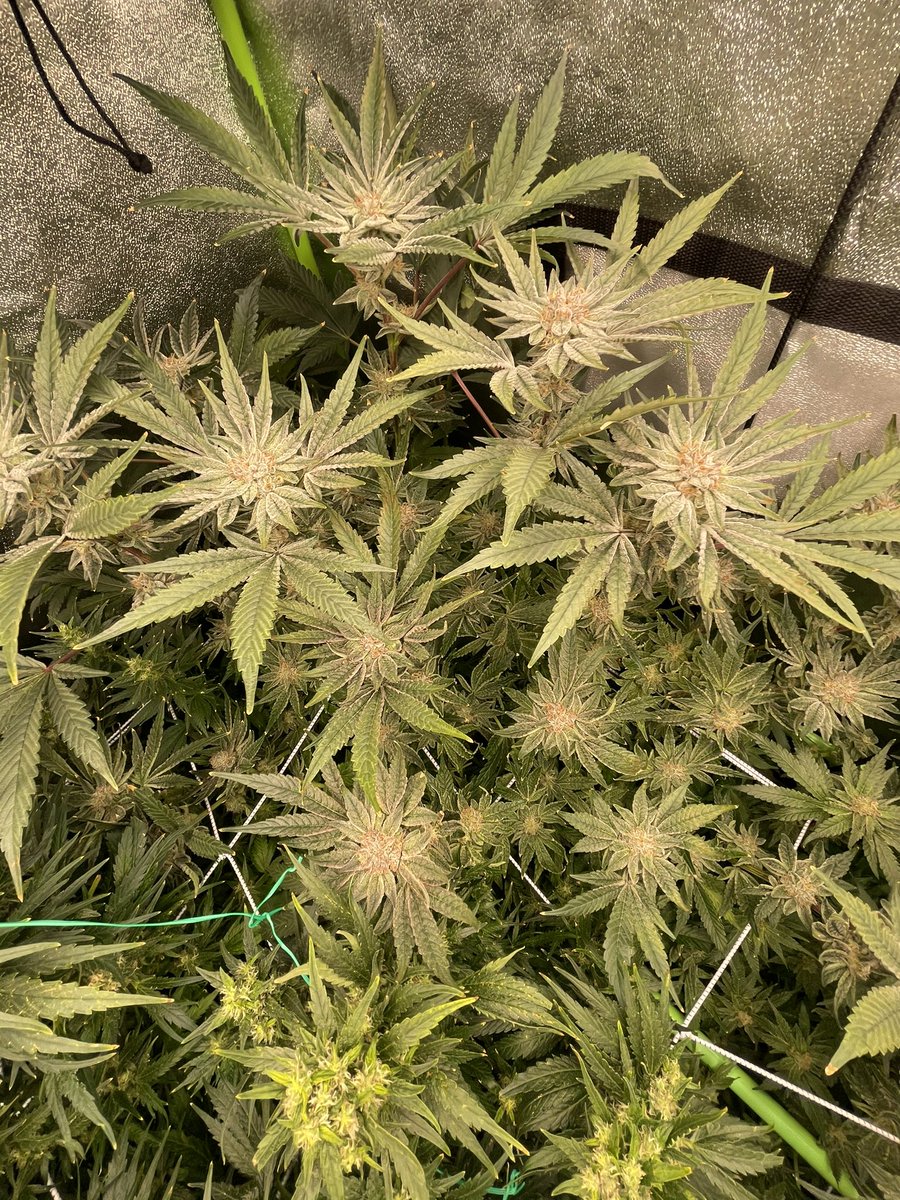 GeneticsSd's tweet photo. @ChilledLights @HouseGardenUS @DudeGrows @Skunkmagazine @Terpinator @AcInfinityInc 

Mandarin Cookies @ Week 7 absolutely covered in terps and trikes. Reaching for that X-3 DIY Growcraft!

1 Filter, 1 Not

Beautiful

#Higher #DGC #Grow #Cannabis #Marijuana #Farming #Medicine https://t.co/cd3o5h353f