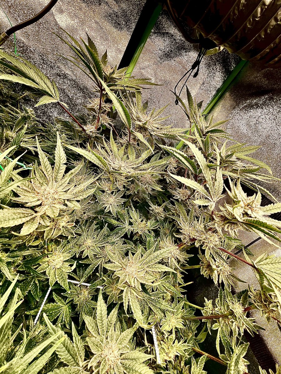 GeneticsSd's tweet photo. @ChilledLights @HouseGardenUS @DudeGrows @Skunkmagazine @Terpinator @AcInfinityInc 

Mandarin Cookies @ Week 7 absolutely covered in terps and trikes. Reaching for that X-3 DIY Growcraft!

1 Filter, 1 Not

Beautiful

#Higher #DGC #Grow #Cannabis #Marijuana #Farming #Medicine https://t.co/cd3o5h353f