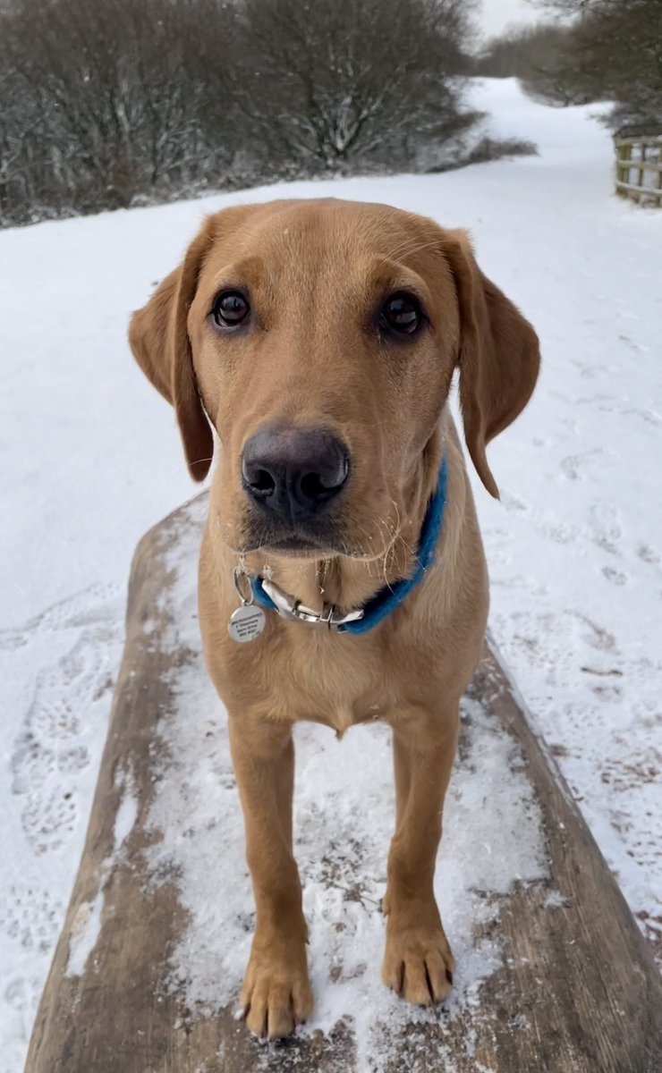 DexterFRL's tweet photo. I just luff going on early walks in the snow ❄️💙

#SnowDay #snow #countryside #Labrador #snowdog https://t.co/mUAP3csKon