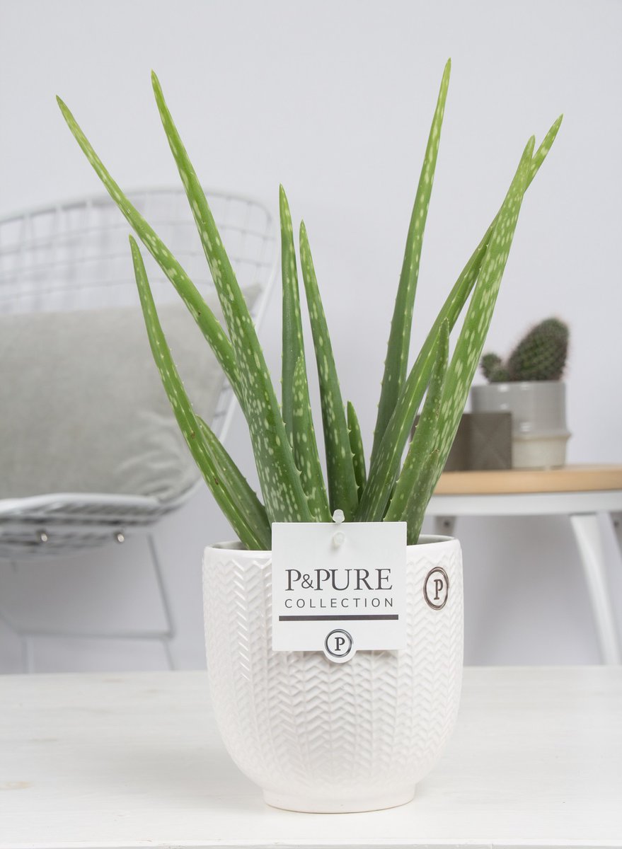 Naast de #Aloë #Arborescens levert onze #partner <a href="/CactusStolk/">Cactuskwekerij Stolk</a> ook #Aloë #vera. Deze is o.a. leverbaar in onze keramiekpot #Liv. Deze pot is uitsluitend verkrijgbaar in de kleur #wit.