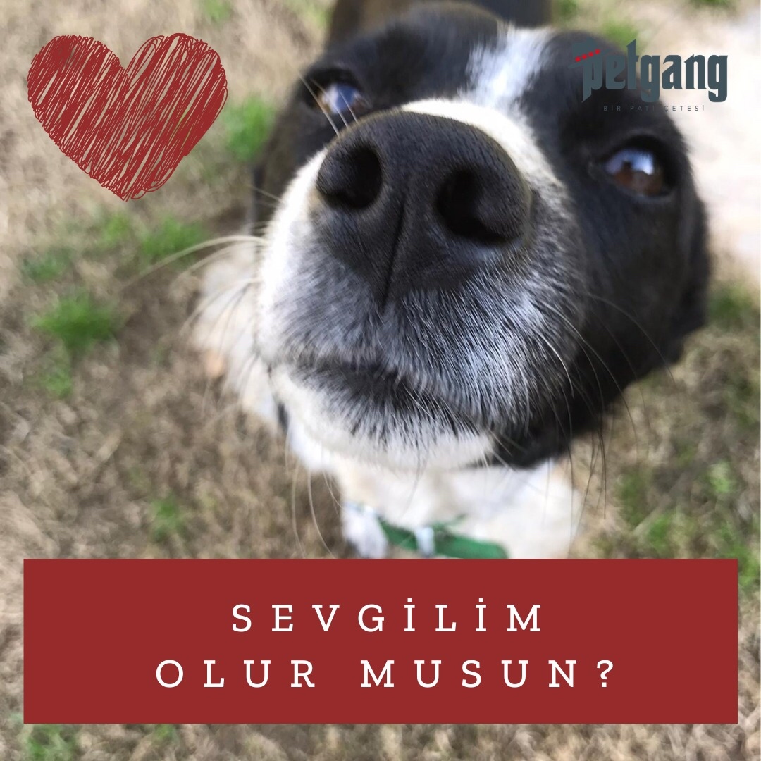 Sevgililer gününde paranızı güzel bir şey için harcamak ister misin?

Racon kesme bizde, pati sevme sizde, pamuk eller mama kabına. Çete mama bekliyor 🐾❤️ 

Mama bağışlarınız için Bio’daki linke tıklayın 😊

#sevgililergünü #valentinesdaygift #bemyvalentine