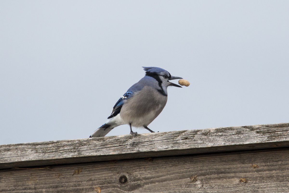 JasonMcSpadden's tweet photo. Blue Jay enjoying a little snack https://t.co/bINBT6oGnc
#bird #NaturePhotography #animals #photography #photooftheday #bluejay #etsy #wildlife #wildlifephotography https://t.co/cSzPdge015