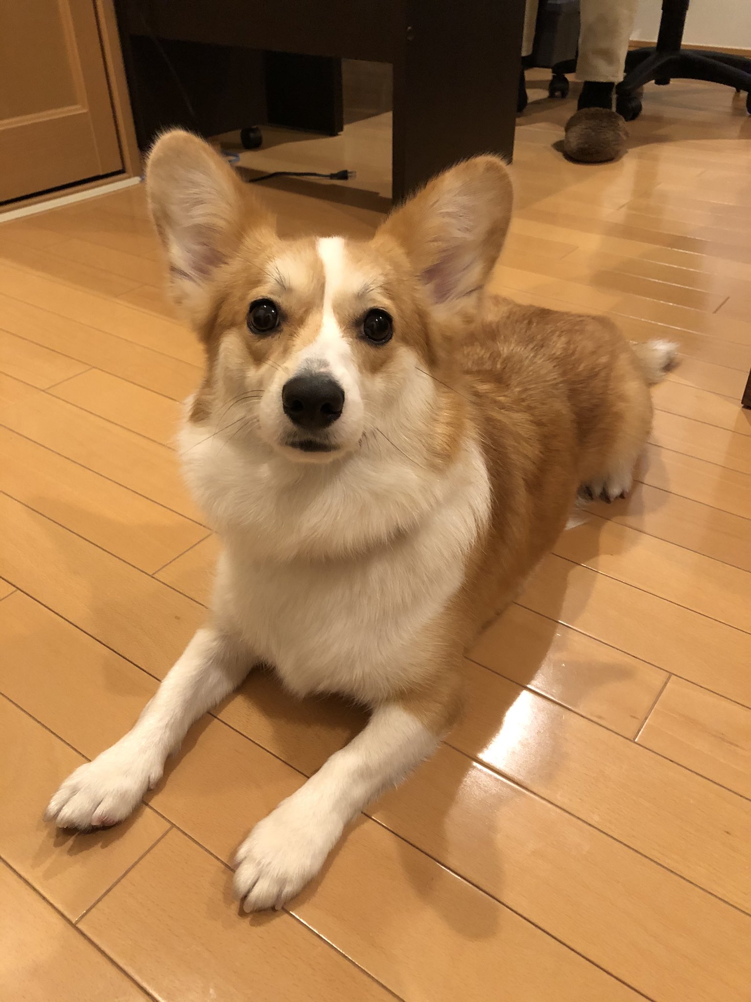 もてちまき En Twitter あんよ長いバージョンvs短いバージョン コーギーの他犬種とのmixはおおよそ胴長短足になる傾向がありネットでよく コーギーの遺伝子強すぎ って話題になるがパピヨンとのmixでは比較的手脚が長めの印象 個人の意見です チマキはパピヨン