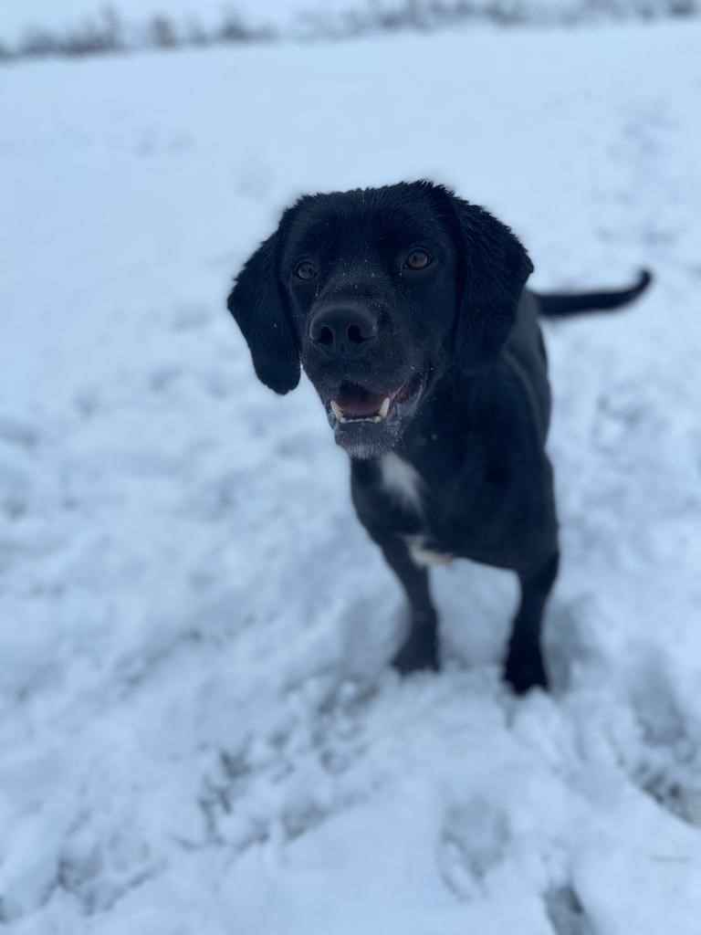 protectivepaws's tweet photo. PD Jet is featured today with lots of photo's of him enjoying the snow - he can even catch snowballs! #Protectivepaws #dogs #policedogs #westyorkshirepolice https://t.co/wxioERQ8Xm