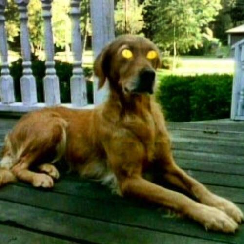 VenomDeathNinja's tweet photo. @nudeobama I like the part where it has dog barks in the tune of the song https://t.co/cXYzNHPcZs