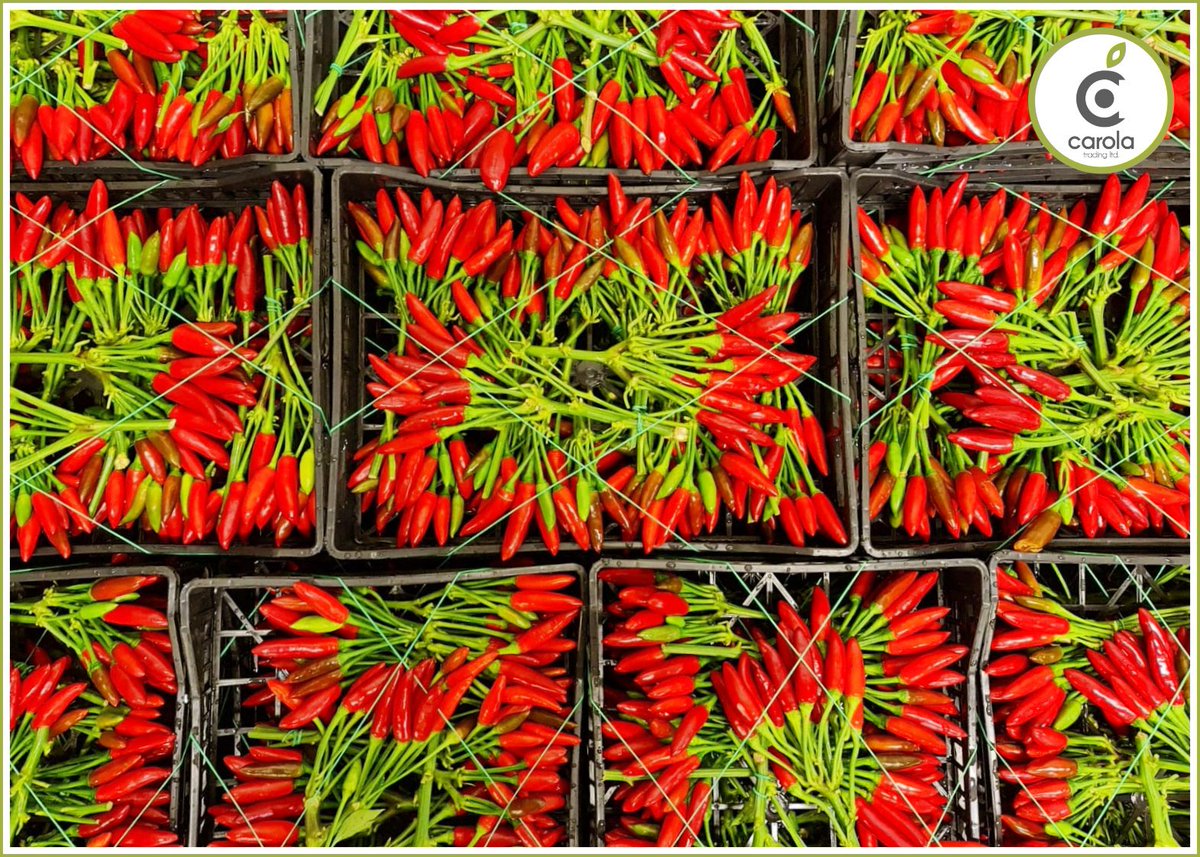 Carolatrading's tweet photo. Some of our colourful, healthy veggies๐ฅฌ
#fromitalytoengland #newcoventgardenmarket #London #italy #newcrops #crops #freshveg #veganfood #vegan #vegetarianfood #vegetarian #healtyfood #healty #food #tasty #tastyfood #topfood #topveg #topquality #italianquality #bestfood #bestveg https://t.co/pRSmBjXP4Q