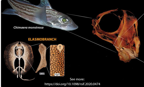 An HFSP grant to Mason Dean <a href="/MpiciPotsdam/">Max Planck Institute of Colloids and Interfaces</a> and James Weaver <a href="/wyssinstitute/">Wyss Institute</a> to study the cartilaginous skeletons of sharks laid the groundwork to prove for the first time  that chimaera share the same tessellated cartilage with sharks and rays bit.ly/3aOeYn9