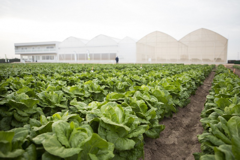 poscosecha's tweet photo. ➡️ Continuan los #WinterOpenFieldDays de @rijkzwaanES donde nos muestran las tendencias de futuro y las claves de la #innovación en la industria agroalimentaria 🥦
➕Información 👉https://t.co/YyRD2EeshU
#poscosecha #postcosecha #postharvest #innovación #industriaagroalimentaria https://t.co/E0yEmrEQic