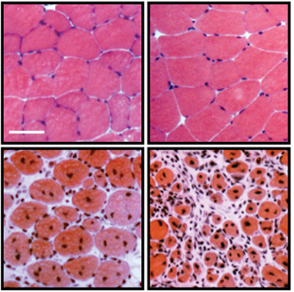 Dev_journal's tweet photo. Read the full paper 'SMAD2 promotes myogenin expression and terminal myogenic differentiation' here:

https://t.co/Ct4rhLUwUK https://t.co/SDnxjjdVWk