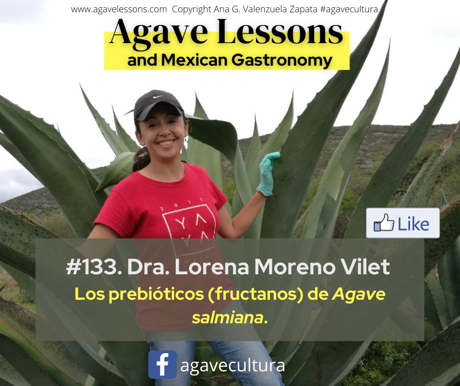 AnaValenzuelaZ's tweet photo. Lecciones sobre la agavecultura en México. 😉 #agave #agavelesons #fructans #agaveculture https://t.co/isT3Jzm1tp