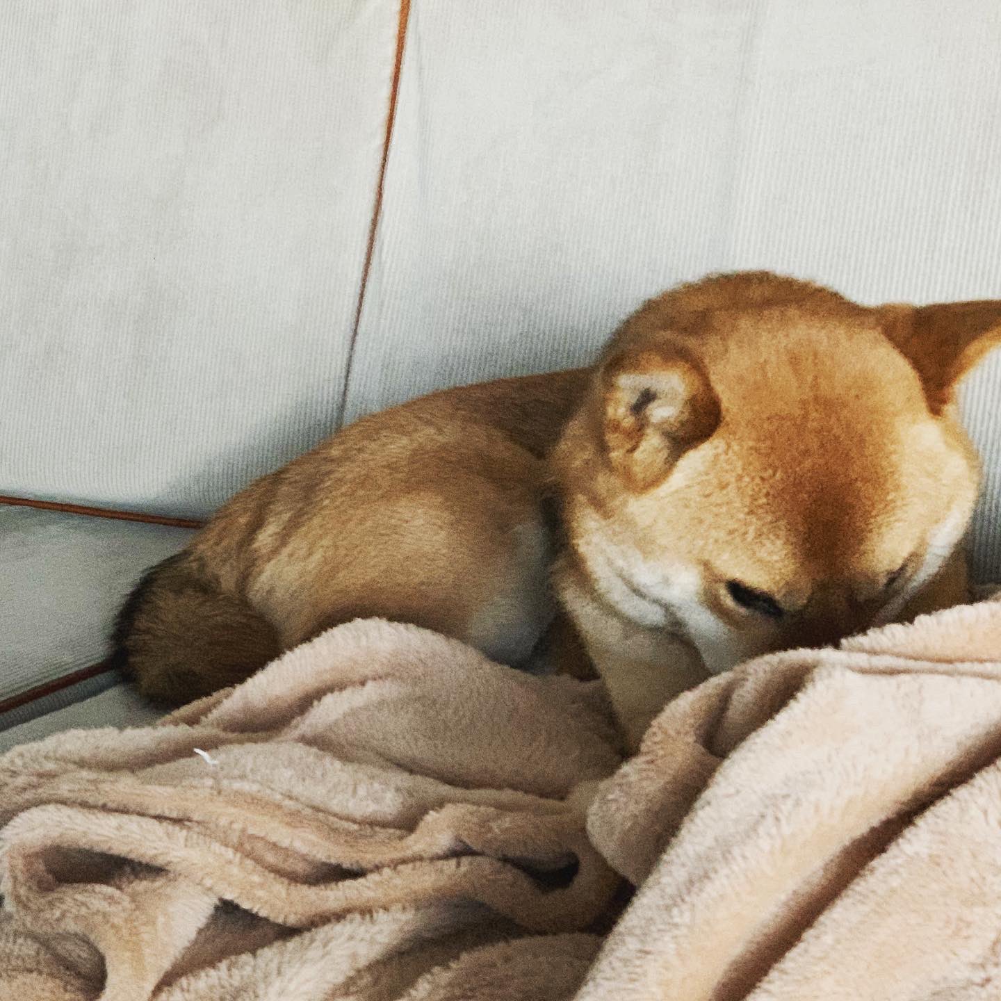 怒る柴犬 Twitter Search Twitter
