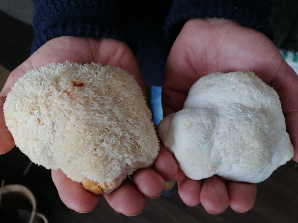 fessrural's tweet photo. 🍄@fungigirona és un projecte d'en Francesc Asperó i la Neus Riera, qui es dediquen a la producció de #bolets amb certificació ECO, elaboren i distribueixen extractes de bolets medicinals i realitzen tallers i formacions al voltant del cultiu de bolets.

#FESShocórrer 🐢💨 https://t.co/3WkRJ7WDM3