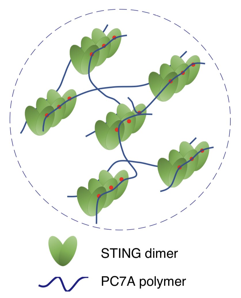 natBME's tweet photo. A polyvalent STING agonist prolongs the activation of innate-immunity pathways through the formation of STING condensates, and leads to synergistic therapeutic outcomes in vivo when combined with the STING ligand cGAMP.

https://t.co/LFswrigBPv https://t.co/sgwhyB3yGU
