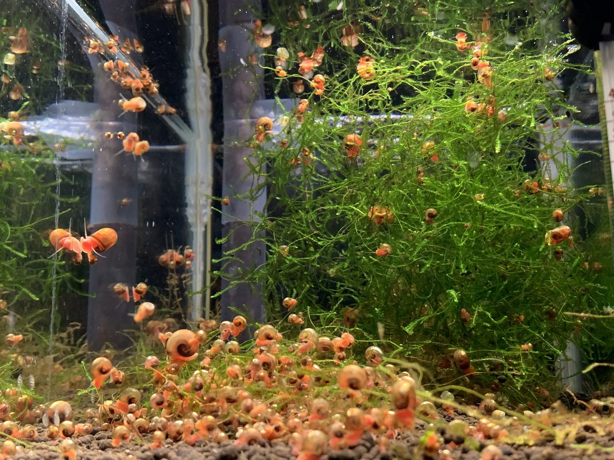 レッドラムズホーン Twitter Search