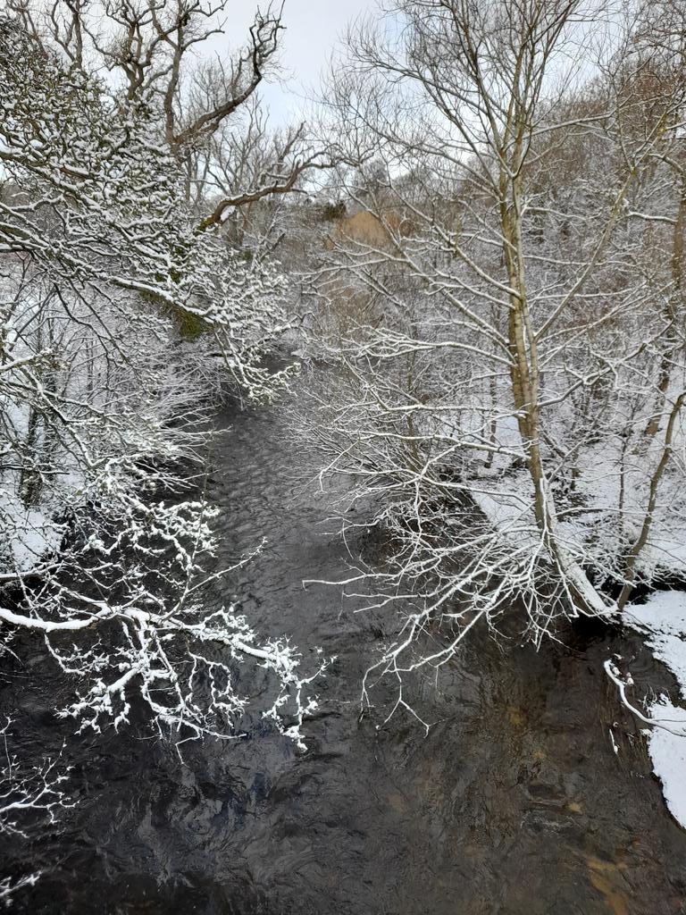 Shoelace Express 💙💛 tweet media