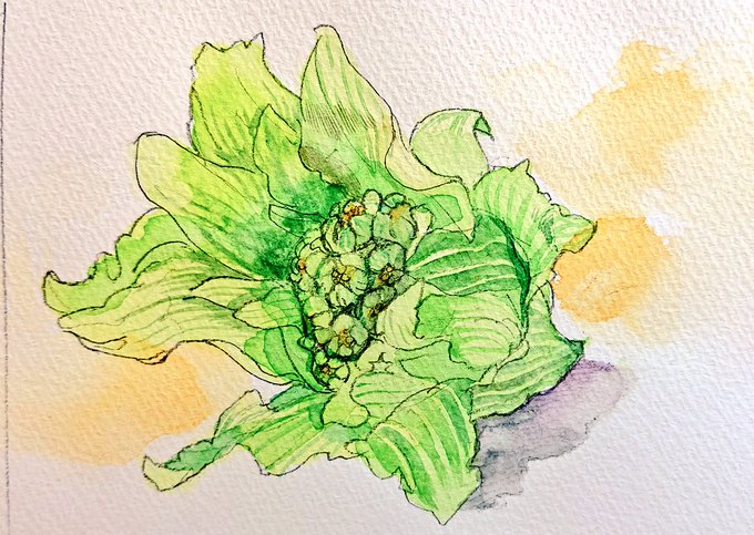 ふきのとうのtwitterイラスト検索結果