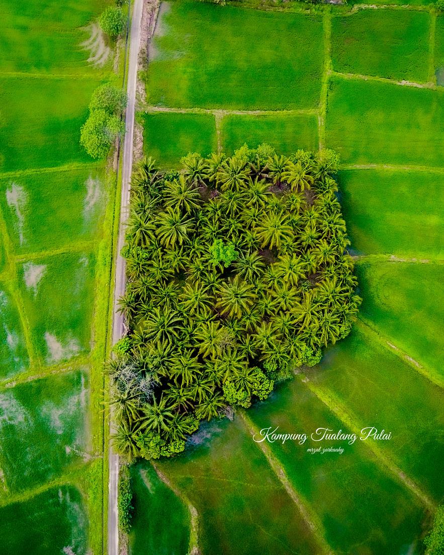 MZarkashy's tweet photo. Pohon pokok kelapa..
Di kampung Tualang Baling Kedah https://t.co/kGWCORYUkD