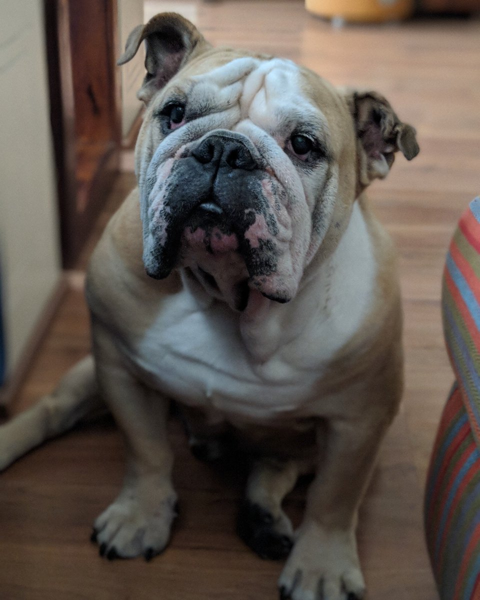 thevirdas's tweet photo. My son Watson passed on yesterday at the grand age of 11. While our hearts are broken we are very grateful for these people. 
His long time vet Dr Nicole at Happy Tails, Dr Akshay at Acuvet and Dr Marilyn at Estobeiro Pets, all for giving him quality of life in his old age 🙏🌈🐶 https://t.co/xOvJ1vqMVL