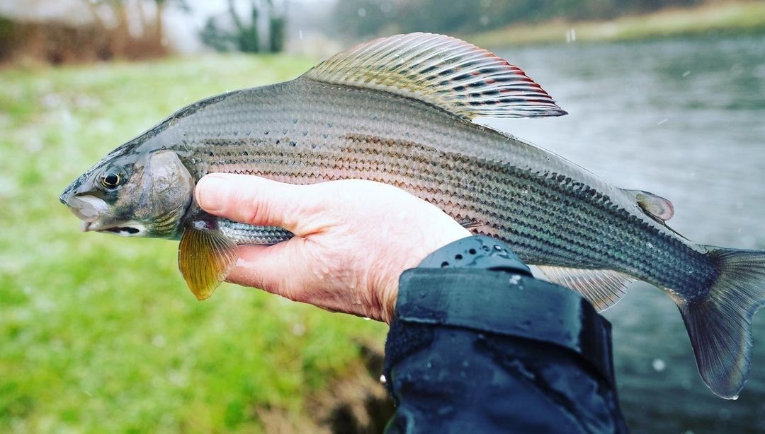 OrvisUK's tweet photo. Although #OrvisEndorsedGuide @AlbaGameFishing had to battle the Baltic wind, frozen wet fingers, and numb feet. it was all worth it to catch some beautiful ladies of the stream last week on the #RiverTweed. Where have you been #GraylingFishing recently? ๐ฃ ๐ทยฉ๏ธAlba Game Fishing https://t.co/BP22vLUm4w