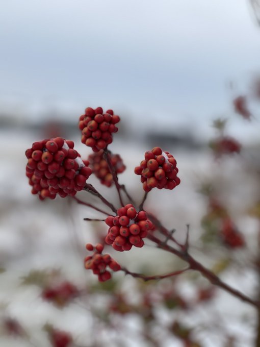And don't think the garden loses its ecstasy in winter. It's quiet, but the roots are down there, riotous.
 -Rumi
#poetry #mysticpoetry
photo credit: <a href="/AjmaniK/">Kumud Ajmani</a>