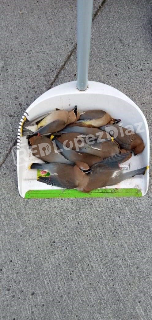 RedLopezDiaz's tweet photo. Causa indignación la muerte masiva de aves en el Parque Ecológico debido a que chocan contra los cristales del Italian Coffee. Usuarios piden que la franquicia haga algo así como la intervención de protectoras de animales @IBAGobPue @InfraPue #Puebla https://t.co/ELSCQAFgaL