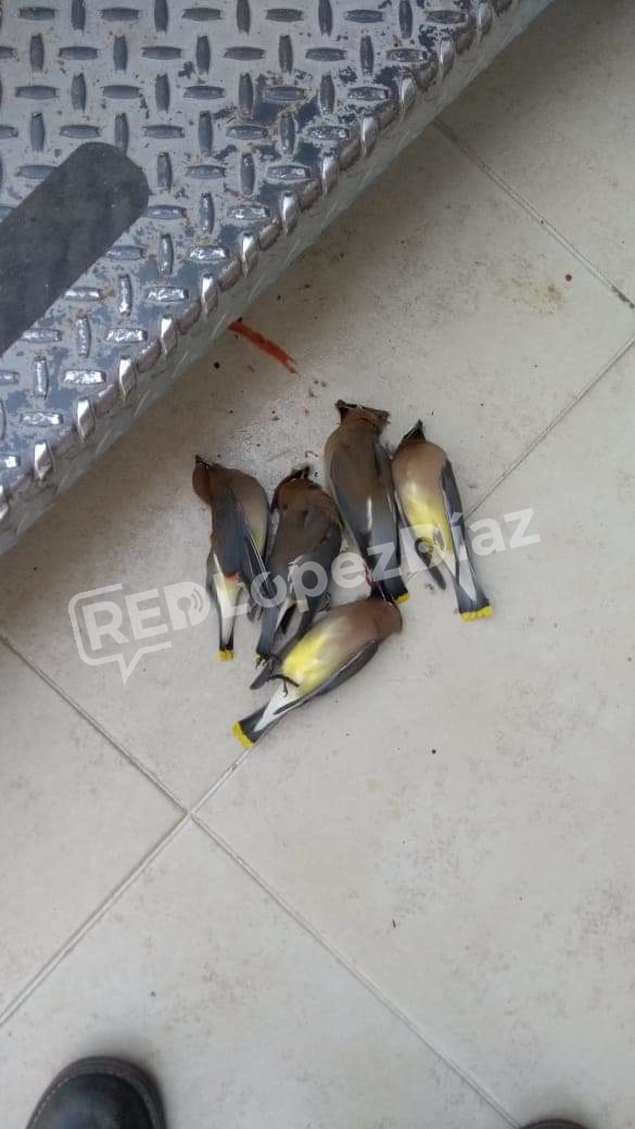 RedLopezDiaz's tweet photo. Causa indignación la muerte masiva de aves en el Parque Ecológico debido a que chocan contra los cristales del Italian Coffee. Usuarios piden que la franquicia haga algo así como la intervención de protectoras de animales @IBAGobPue @InfraPue #Puebla https://t.co/ELSCQAFgaL