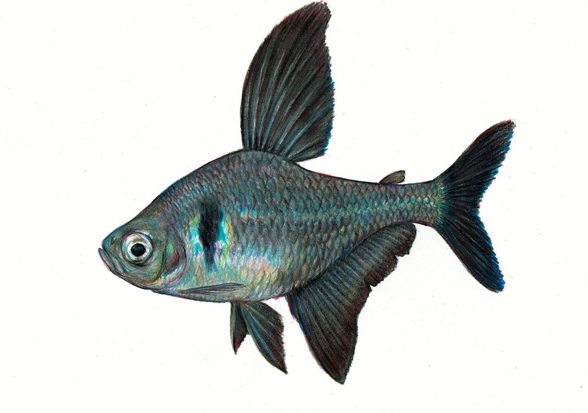 バナンさん (@banan_0728) / Posts / X